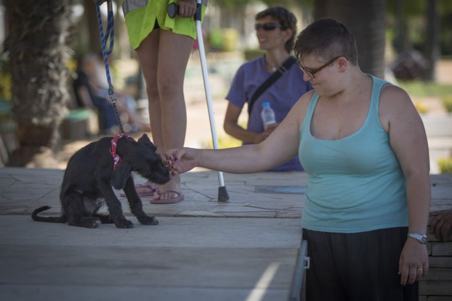 1433844006Desfilada Canina Solidaria 5.jpg